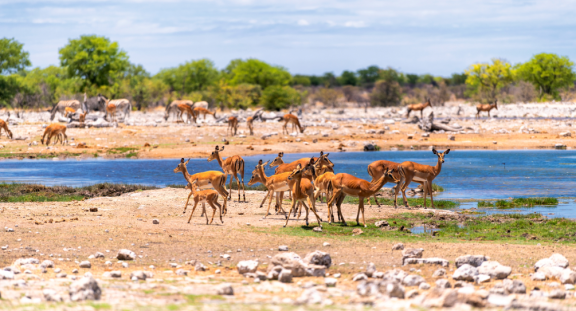 Emigrating Namibia: Climate