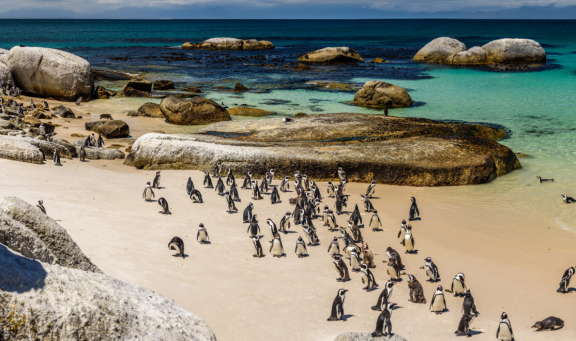 Emigrate to South Africa: Penguins