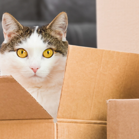 Umzug mit Katzen