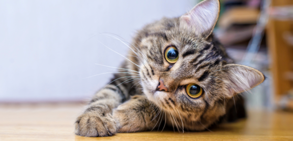 Mit Katzen umziehen