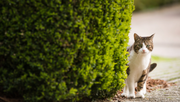 Freigänger Katze Umzug