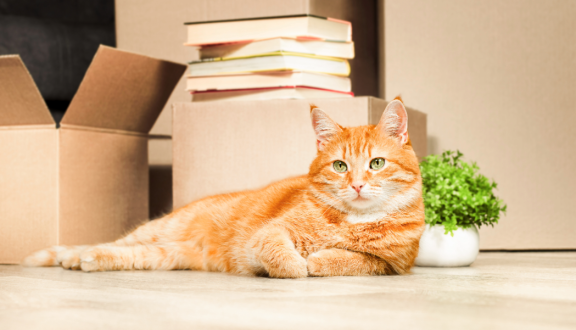 Katze Umzug Eingewöhnung