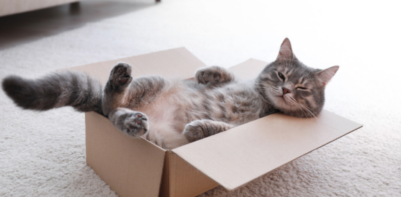 Umzug mit Katzen