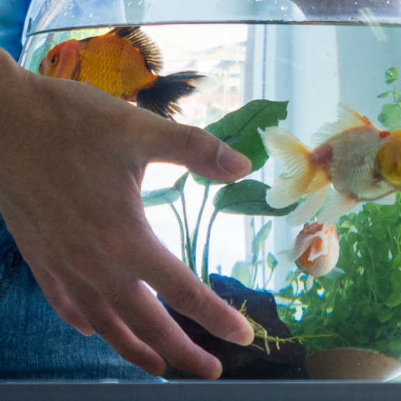 Aquarium umziehen
