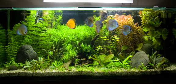 aquarium umziehen
