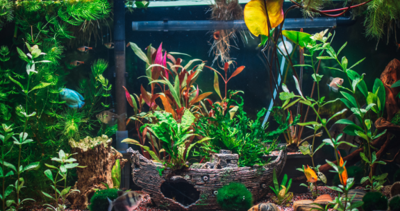 umziehen mit aquarium