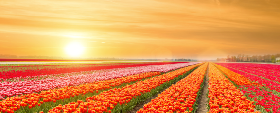 Emigrate to the Netherlands: Climate