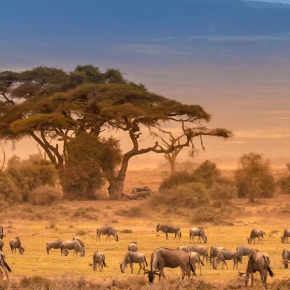Emigrate to Kenya