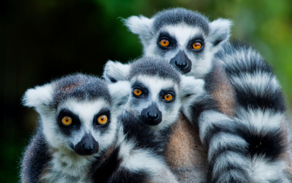 Emigrate to Madagascar: Lemurs